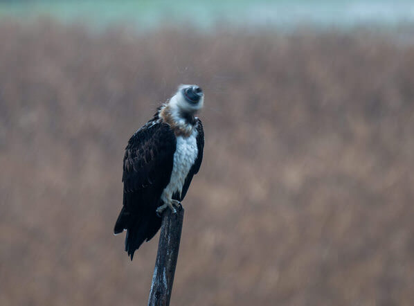 Photograph Fuji Mon Osprey Drill on One Eyeland