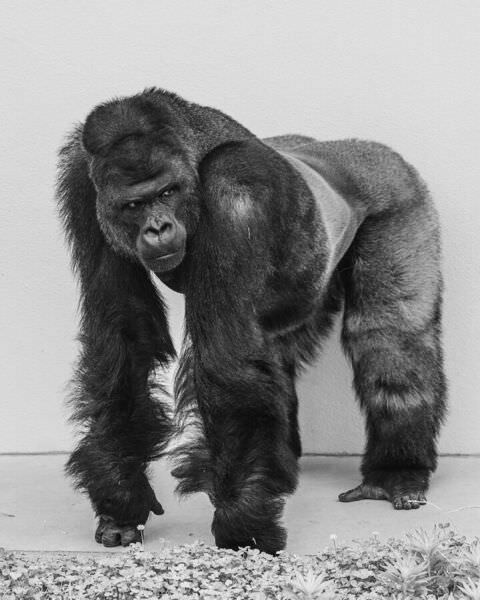 Photograph Mel Yukiina Poise Of Being on One Eyeland