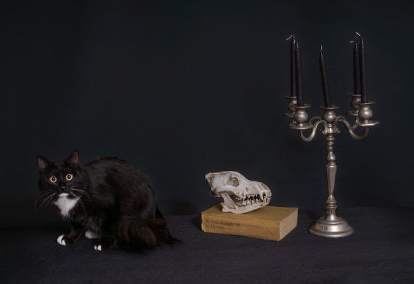 Photograph Isabella Robbeson Do Not Be Afraid Of A Black Cat on One Eyeland