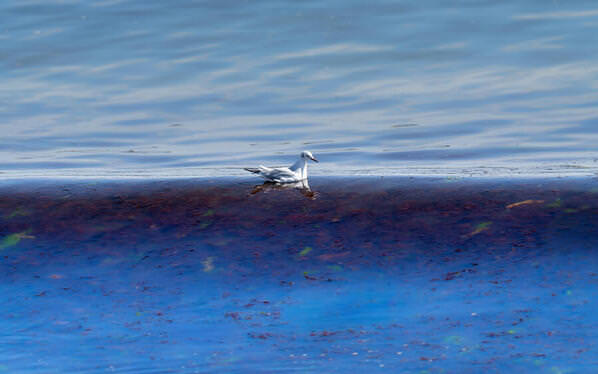 Photograph Mel Yukiina Adrift On The Threshold on One Eyeland