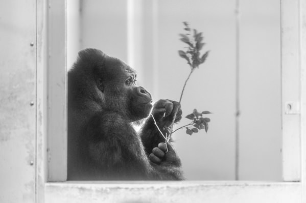 Photograph Mel Yukiina Contemplation By The Window on One Eyeland