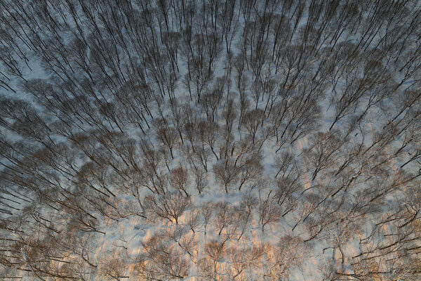 Photograph Marko Radovanovic Forest Life on One Eyeland