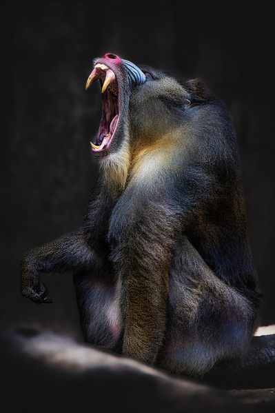 Photograph Ester Suryawati Mandrill on One Eyeland