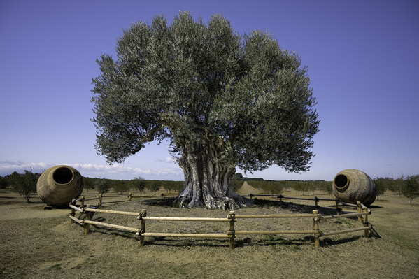Photograph Mel Yukiina Guardian Of The Olive Land on One Eyeland