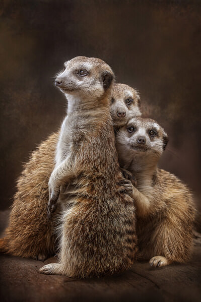Photograph Ester Suryawati Meerkats Family on One Eyeland