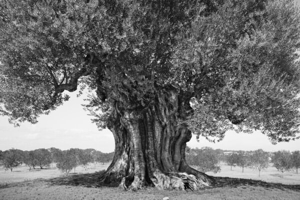 Photograph Mel Yukiina Pressure Of History on One Eyeland