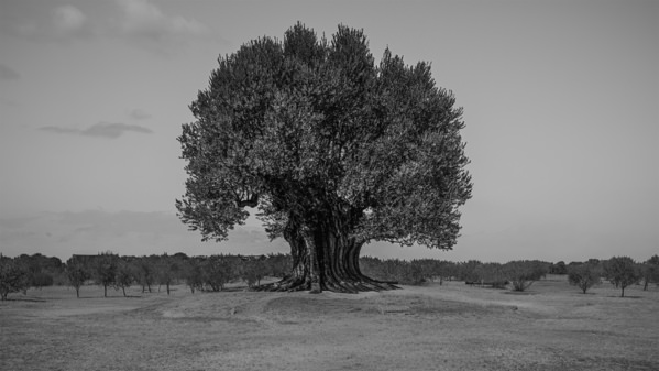 Photograph Mel Yukiina Living Since Ancient Rome on One Eyeland