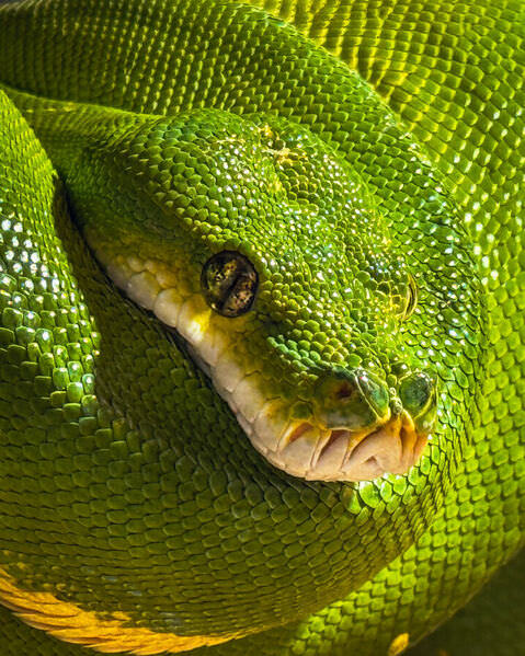 Photograph Marina Fomicheva Wood Python on One Eyeland