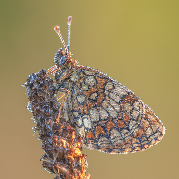 Photograph Luca Menotti Dew on One Eyeland