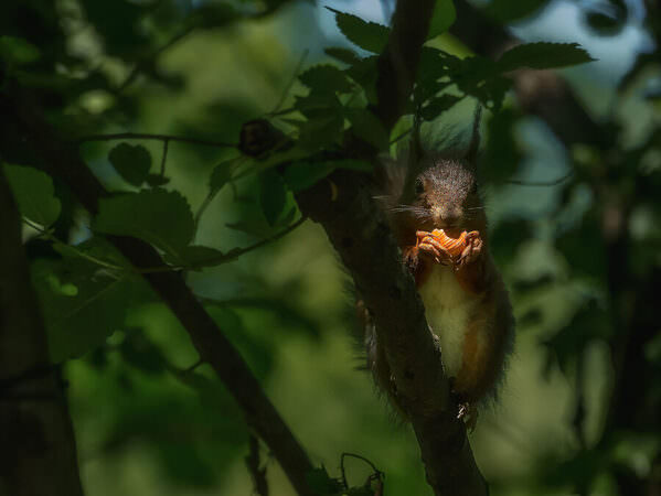 Photograph Stefano Caccia Nut Flavour on One Eyeland