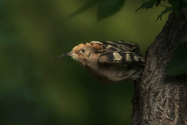 Photograph Stefano Caccia Ejection on One Eyeland