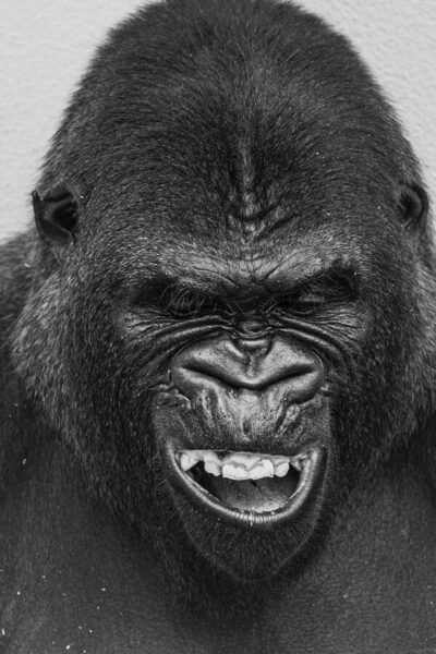 Photograph Mel Yukiina Primal Laughter on One Eyeland