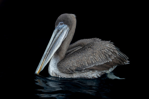 Photograph Andy Pollard Low Key Brown Pelican Side on One Eyeland