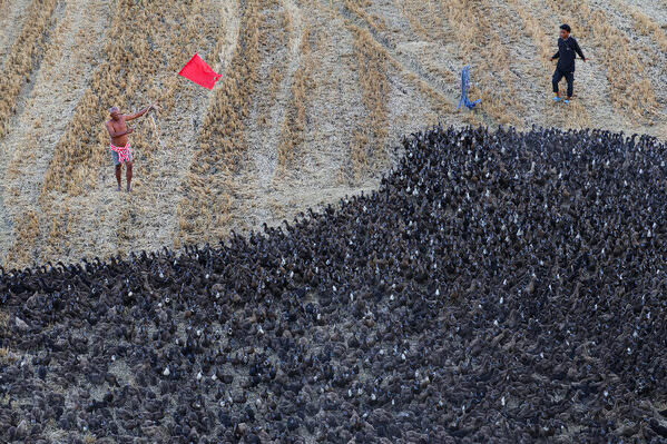 Photograph Phyo Kyaw Traditional Duck Herding After Harvest on One Eyeland