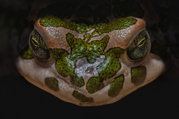Photograph Luca Menotti Bufo Viridis on One Eyeland