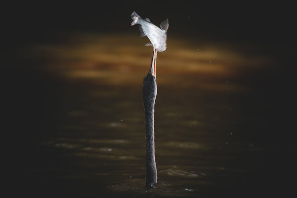 Photograph Dioneia Faria The Moment Of Life on One Eyeland