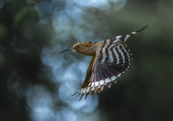 Photograph Stefano Caccia Folding Wings on One Eyeland