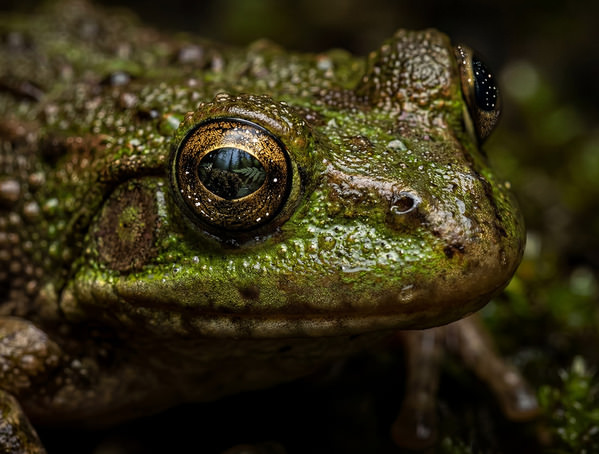 Photograph Steve Turner Eye Of The Forrest on One Eyeland