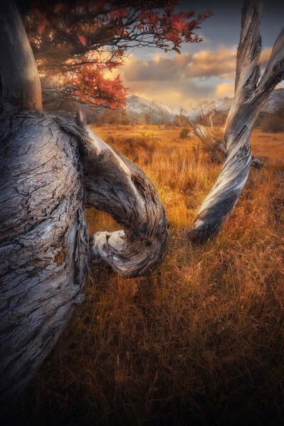 Photograph Roksolana Baran Dragon Garden on One Eyeland
