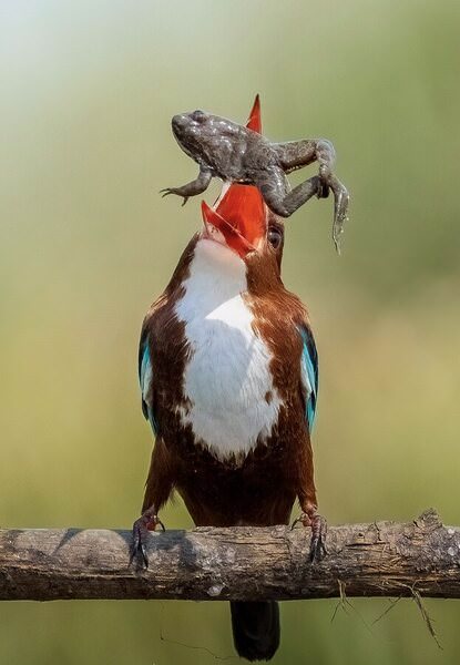 Photograph Rajarshi Bhattacharya Toss Like A Boss on One Eyeland