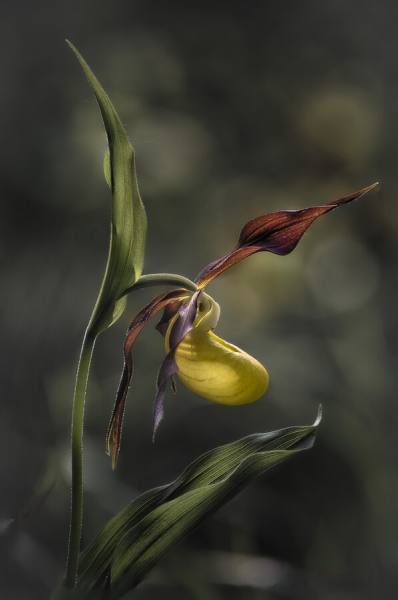 Photograph Stefano Caccia Venus on One Eyeland