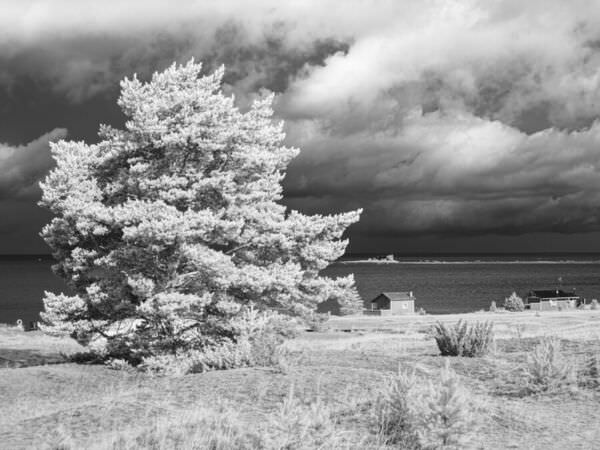 Photograph Petri Damsten Tree On A Shore on One Eyeland