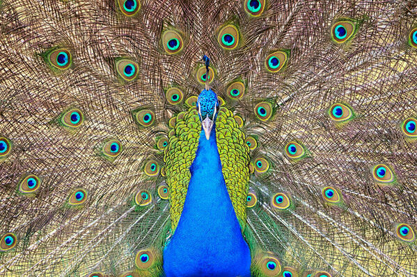 Photograph Judith Kuhn Indian Peacock on One Eyeland