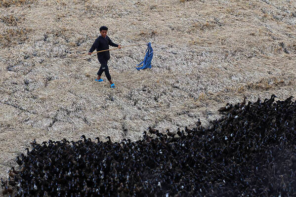Photograph Phyo Kyaw A Farmer With His Ducks on One Eyeland