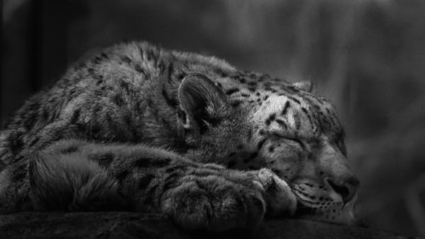 Photograph Yushi Kaisyakuji Sleeping Leopard on One Eyeland