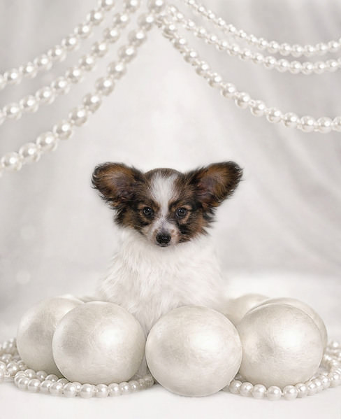 Photograph Olga Sofronova Dog on One Eyeland