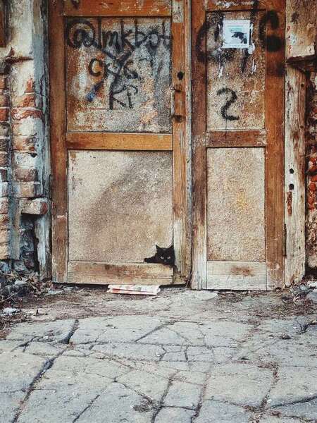 Photograph Evgeniia Nikishina The Cat Is Lost on One Eyeland