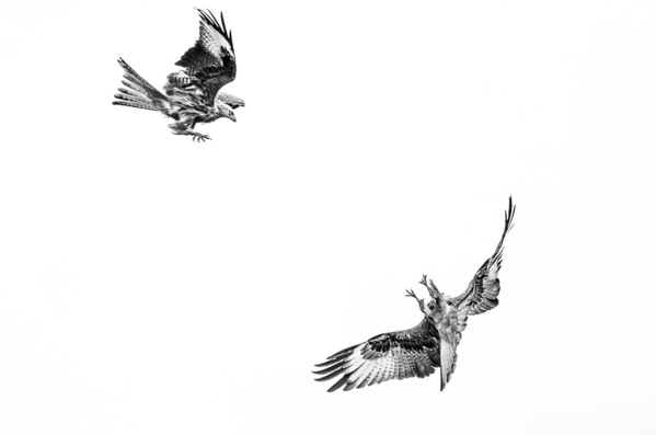 Photograph Cedrik Hersperger The Show on One Eyeland