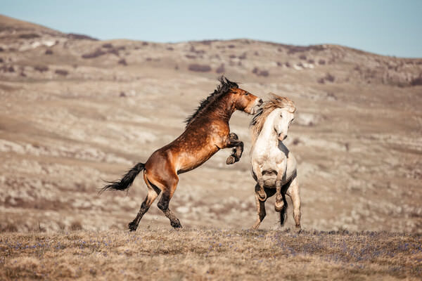 Photograph Fabienne Gassmann Wild At Heart on One Eyeland