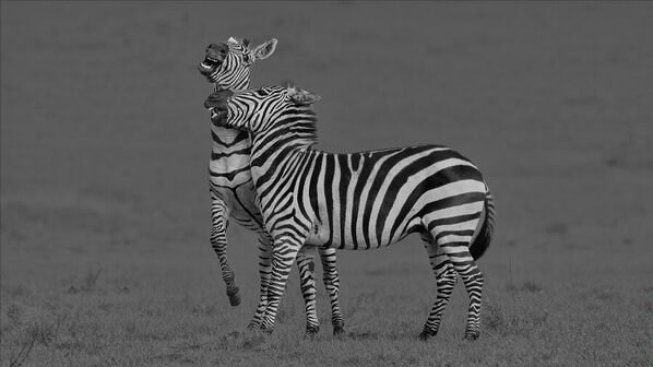 Photograph Rohan Shah Monochrome Laughter on One Eyeland