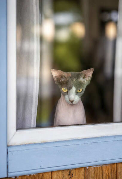 Photograph Olga Sofronova Cat on One Eyeland