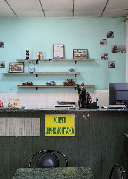 Photograph Yulia Belskaya Cat on One Eyeland