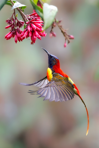 Photograph Sachendra Yadav Fire Tailed Sunbird Feeding On Nectar on One Eyeland