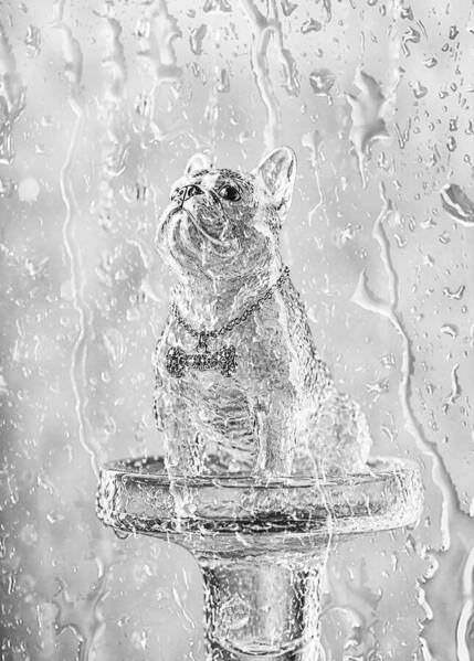 Photograph Olga Sofronova French Bulldog on One Eyeland