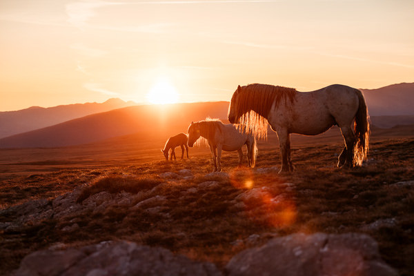 Photograph Fabienne Gassmann Wild At Heart on One Eyeland