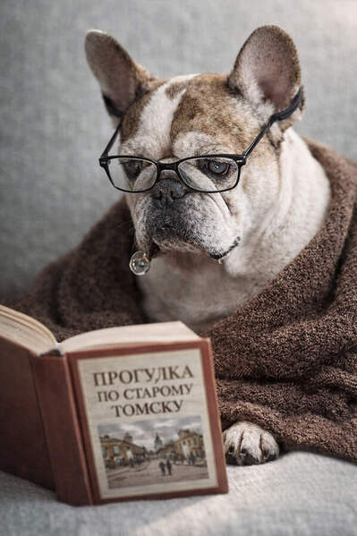 Photograph Olga Sofronova French Bulldog on One Eyeland