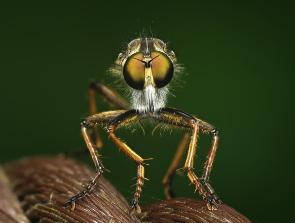 Photograph Hiro Hiro Horsefly on One Eyeland