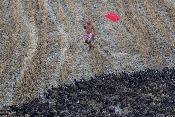 Photograph Phyo Kyaw A Farmer In The Field With His Ducks on One Eyeland