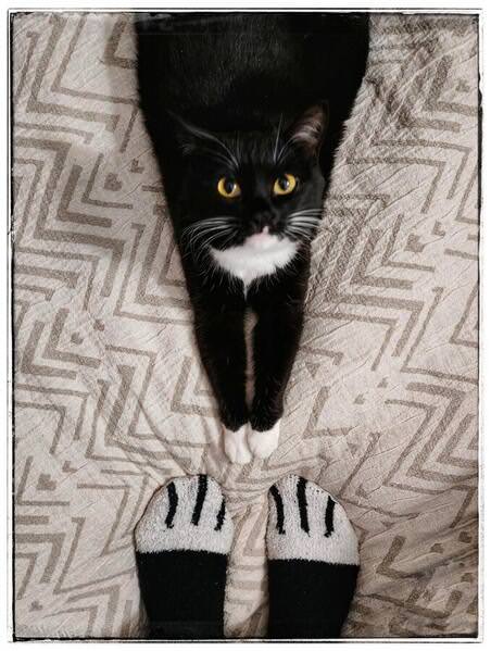 Photograph Yulia Belskaya Paws on One Eyeland
