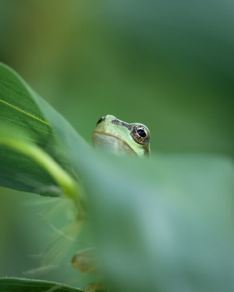 Photograph Ko Hagi Tree Frog on One Eyeland