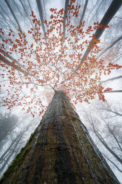 Photograph Markus Albert Remnants on One Eyeland