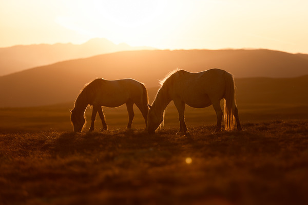 Photograph Fabienne Gassmann Wild At Heart on One Eyeland