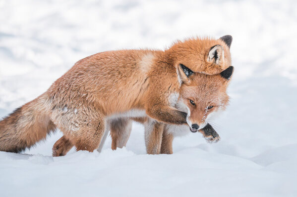 Photograph Go Nagai Warmth In The Cold on One Eyeland