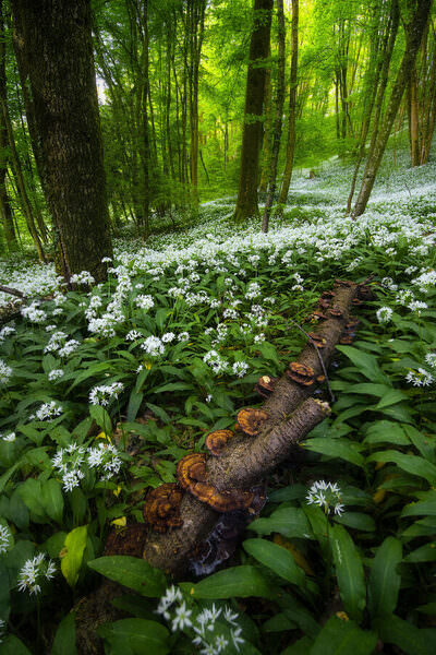 Photograph Mirko Colombo Undergrowth Landscapes on One Eyeland