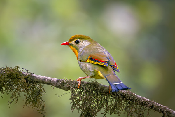 Photograph Sachendra Yadav Red Billed Leiothrix on One Eyeland