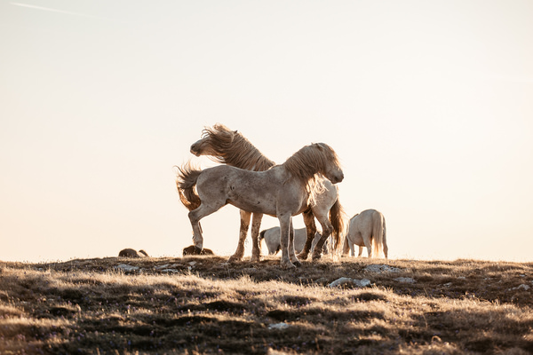 Photograph Fabienne Gassmann Wild Boys on One Eyeland